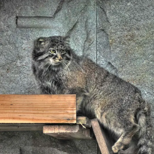 A photograph of Darlay in Moscow zoo