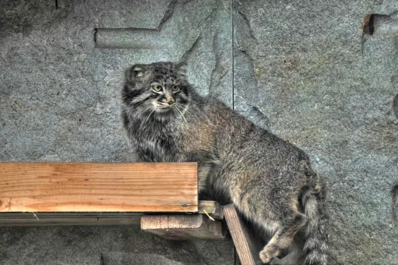 A photograph of Darlay in Moscow zoo