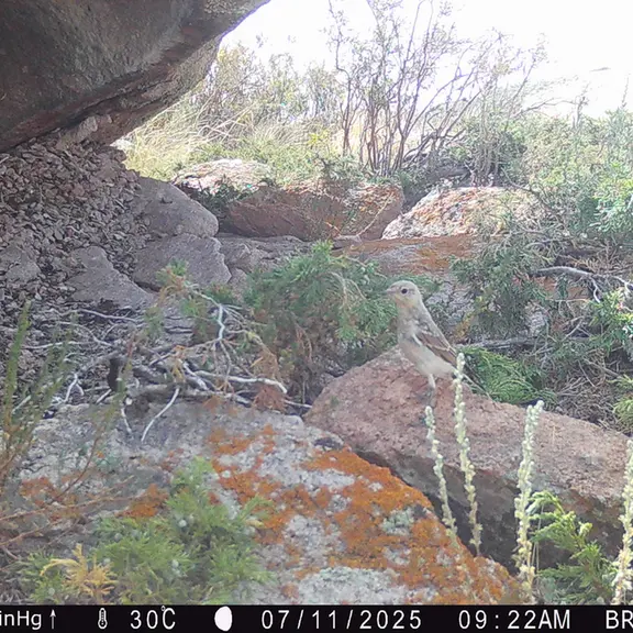 A photograph of a Pallas's cat from Shubaraigyr [new] camera trap
