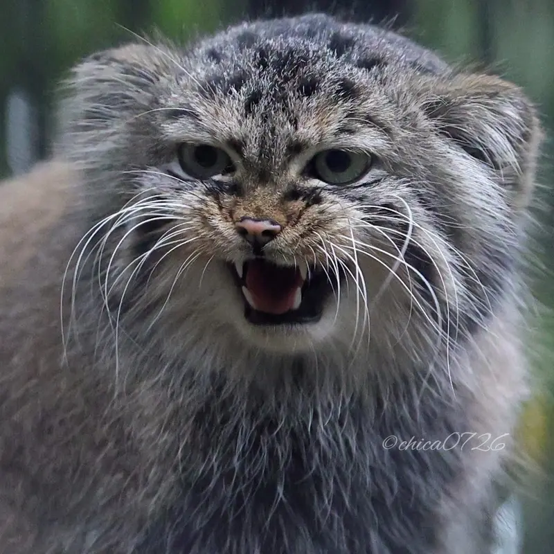 A photograph of Gabi in Novosibirsk Zoo