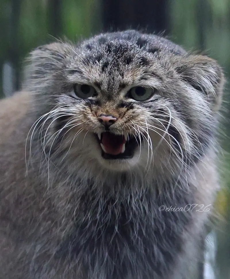A photograph of Gabi in Novosibirsk Zoo