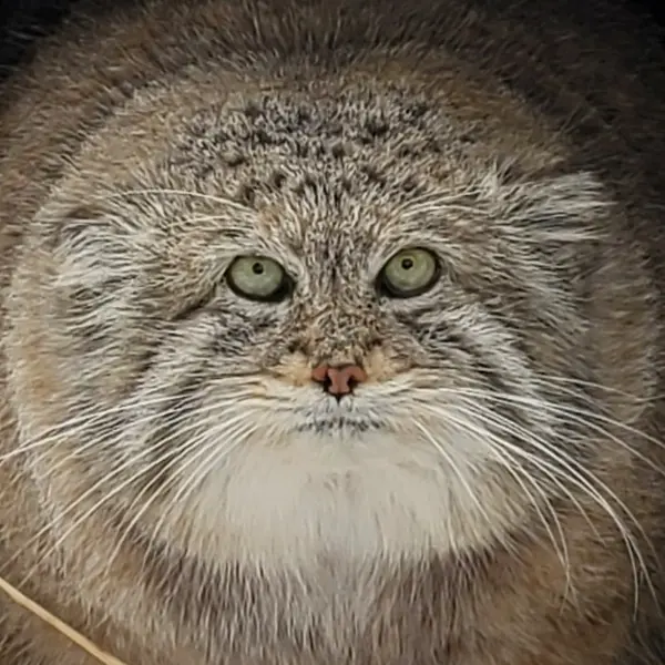Mushdog the Pallas's cat from Cincinnati Zoo