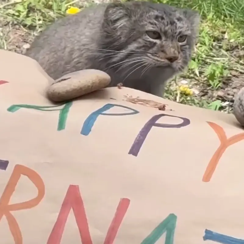 A photograph of a Pallas's cat in Utah's Hogle Zoo