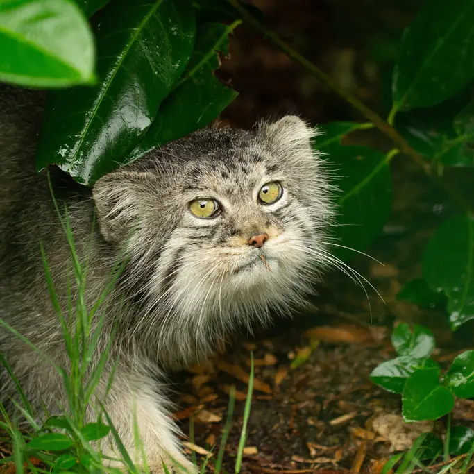 A photograph of Wei Shand in The Big Cat Sanctuary