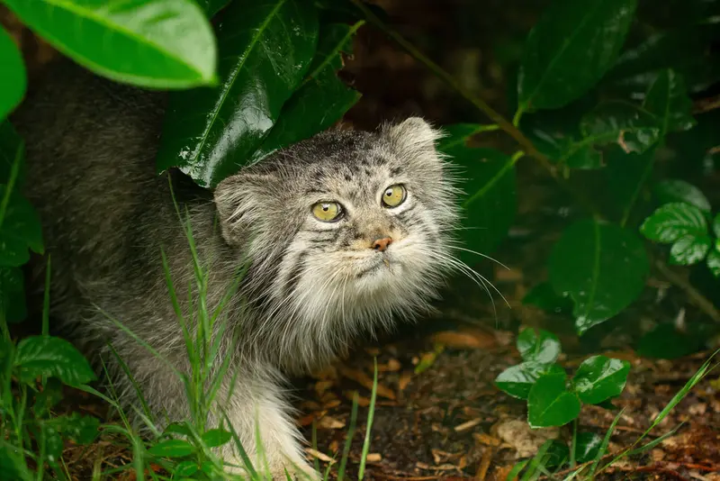 A photograph of Wei Shand in The Big Cat Sanctuary