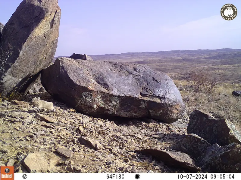 A photograph of Kazakh pika from Koshkar camera trap