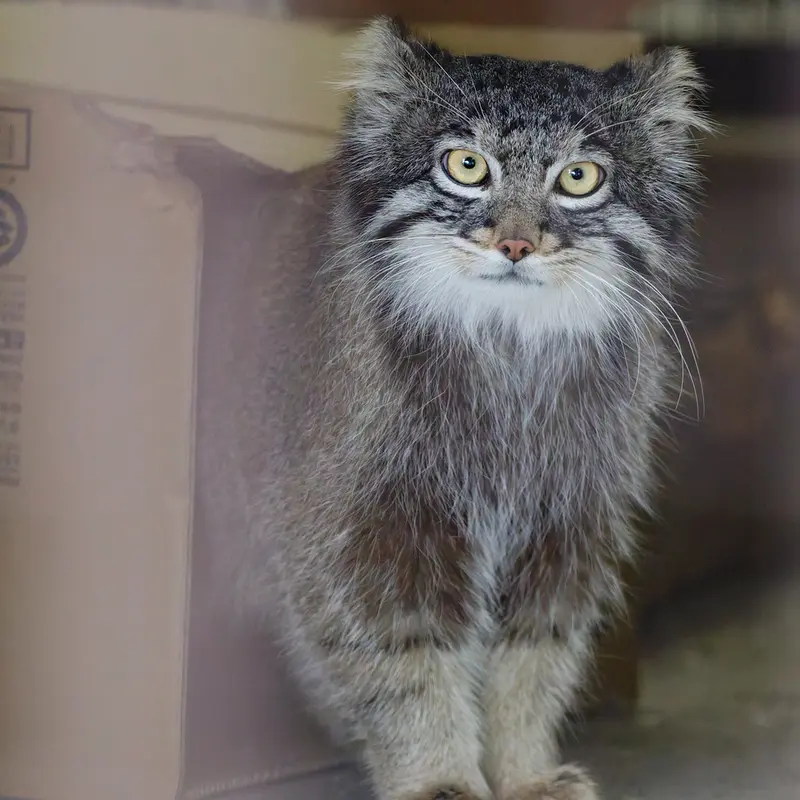 A photograph of Figa in Nogeyama Zoo
