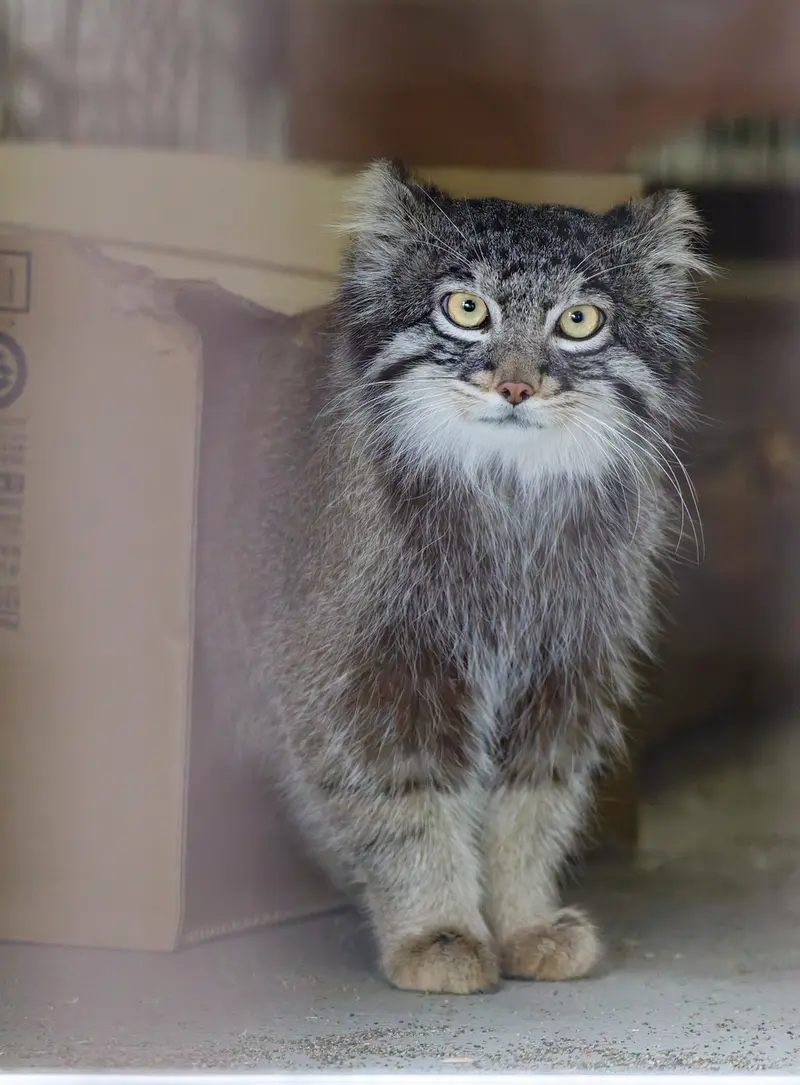 A photograph of Figa in Nogeyama Zoo