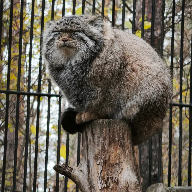 A photograph of Sylvester in Novosibirsk Zoo