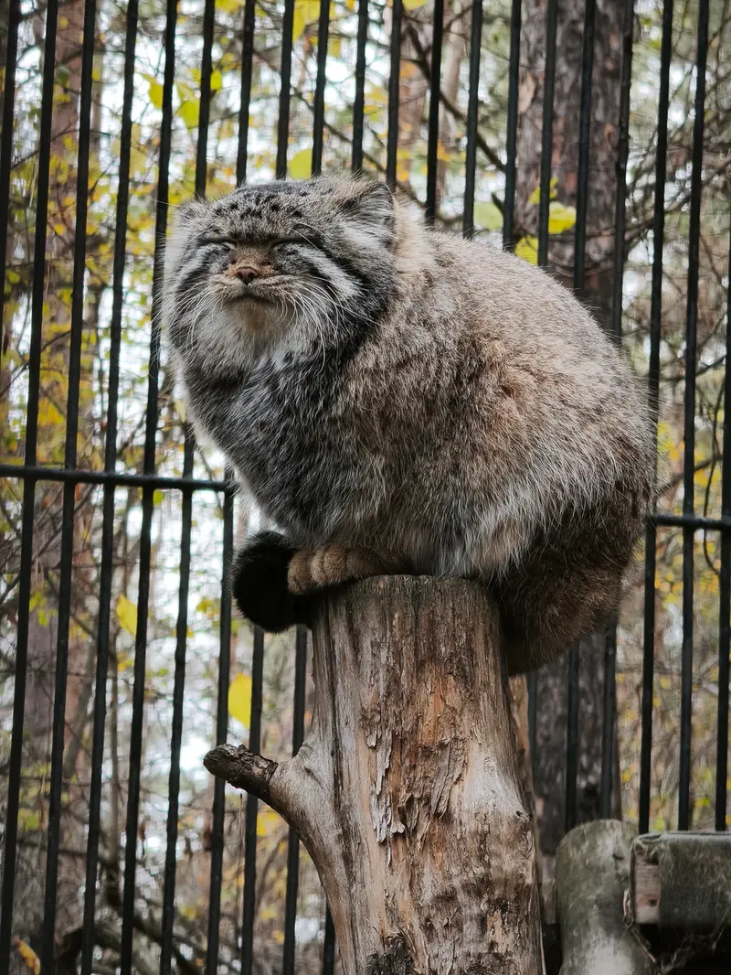 A photograph of Sylvester in Novosibirsk Zoo