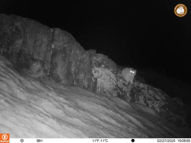 A photograph of Otocolobus manul manul from Aktas-Kunkora camera trap