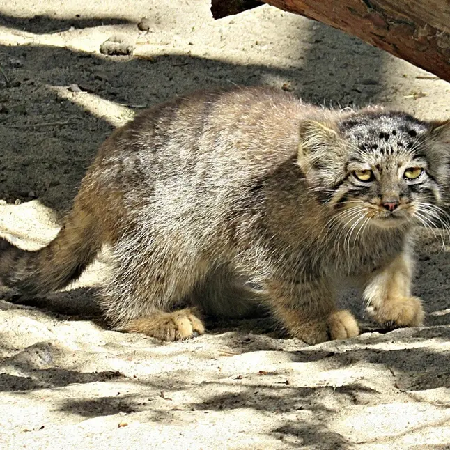 A photograph of a Pallas&#039;s cat in Novosibirsk Zoo