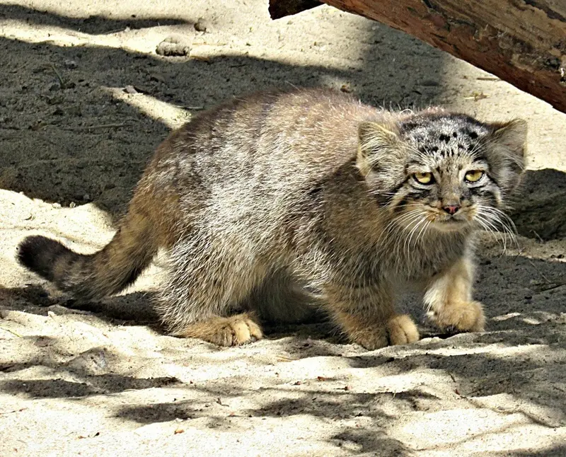 A photograph of a Pallas&#039;s cat in Novosibirsk Zoo