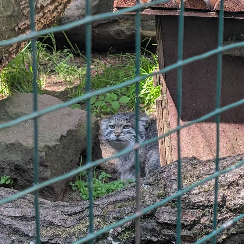 A photograph of Siberian girl in Chomutov Zoo