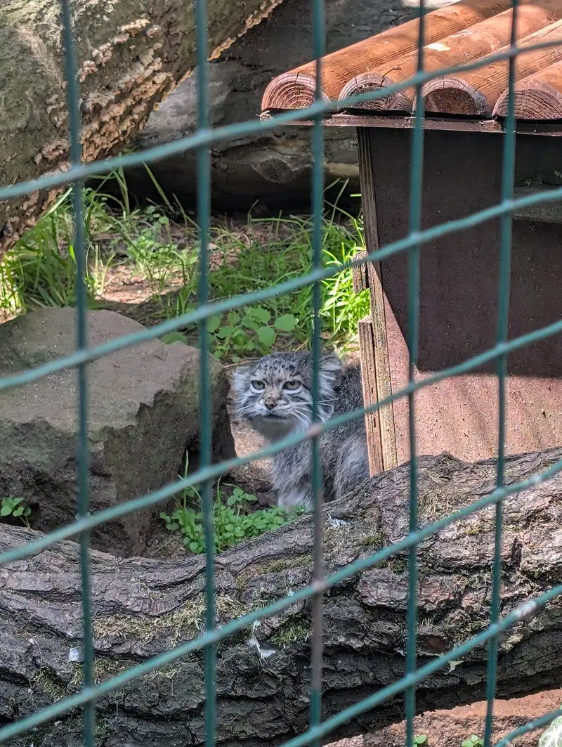 A photograph of Siberian girl in Chomutov Zoo