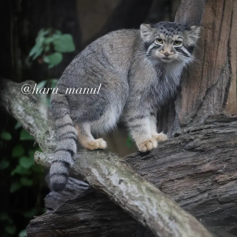 A photograph of Nagomu in Nasu Animal Kingdom