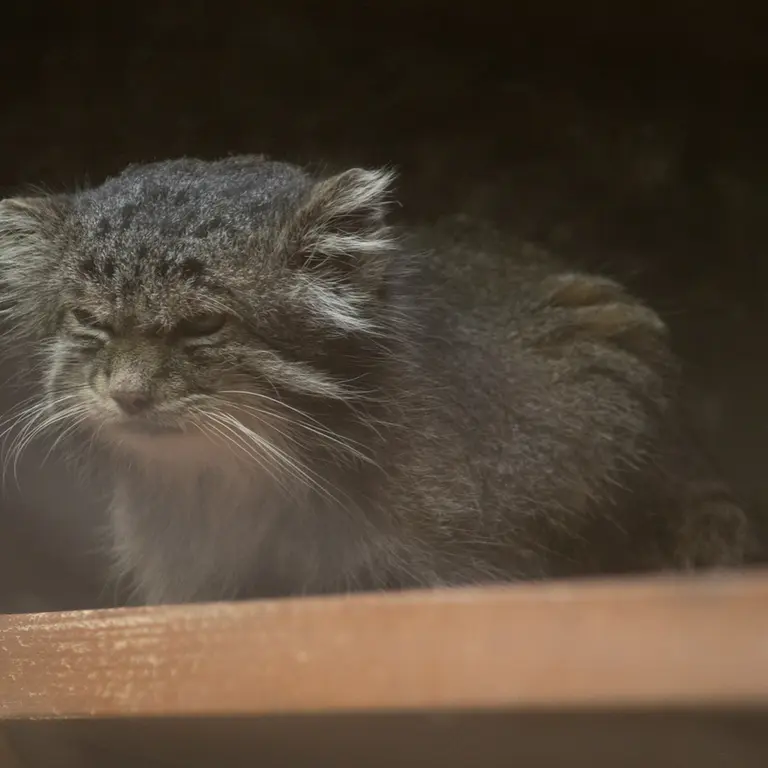 A photograph of Klyon in Ueno Zoological Gardens
