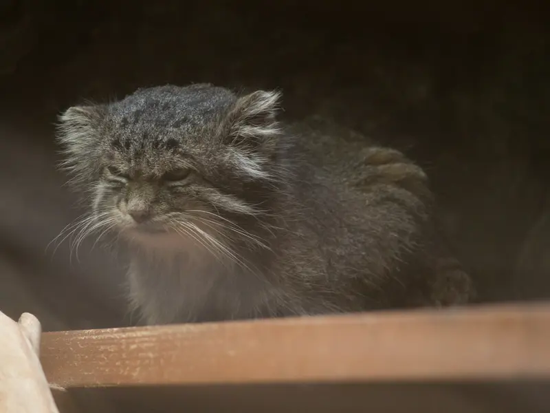 A photograph of Klyon in Ueno Zoological Gardens