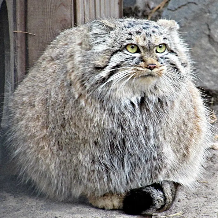 A photograph of a Pallas's cat in Novosibirsk Zoo