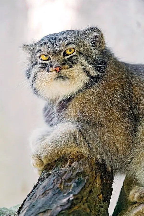 A photograph of a Pallas's cat