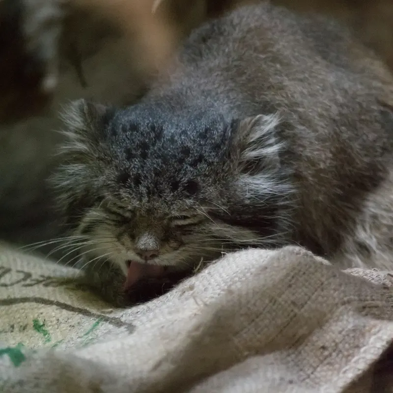 A photograph of Klyon in Ueno Zoological Gardens