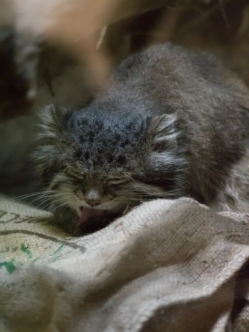 A photograph of Klyon in Ueno Zoological Gardens