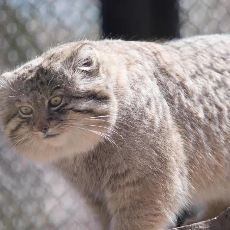A photograph of Lotos in Saitama Children's Zoo