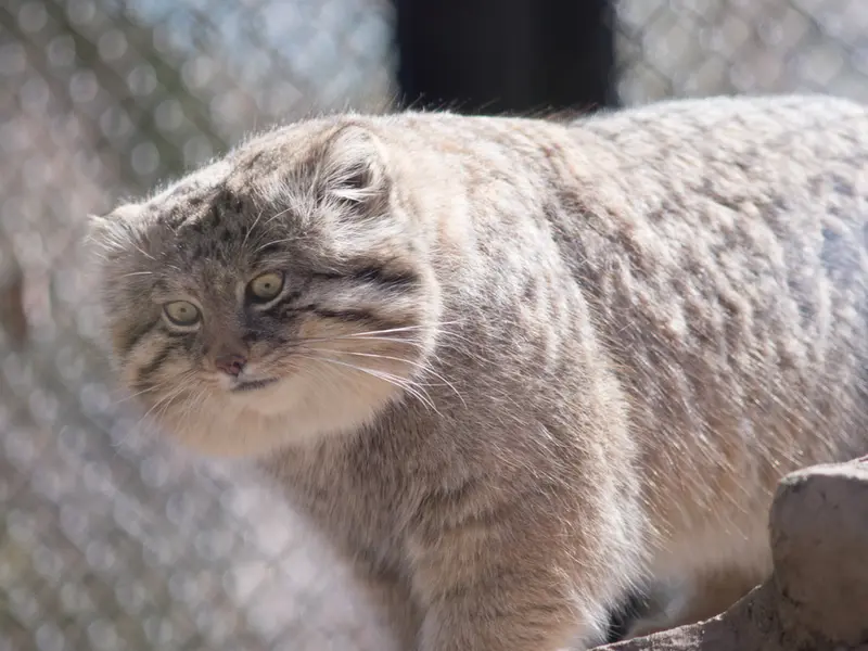 A photograph of Lotos in Saitama Children's Zoo
