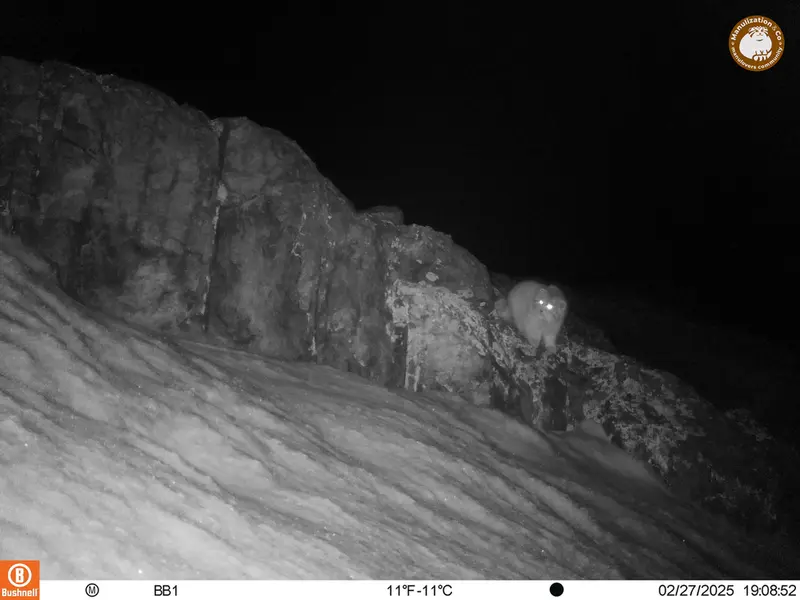 A photograph of Otocolobus manul manul from Aktas-Kunkora camera trap