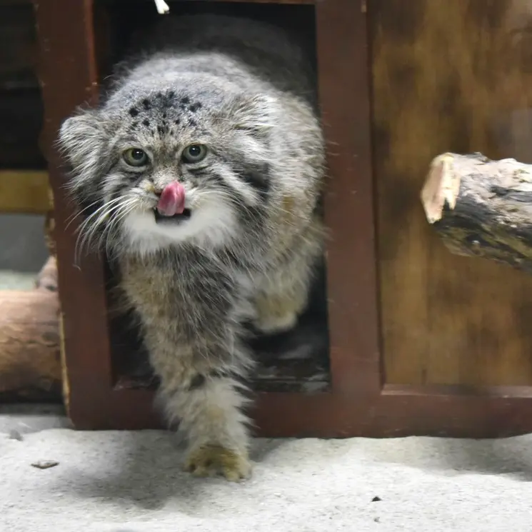 A photograph of Klyon in Ueno Zoological Gardens