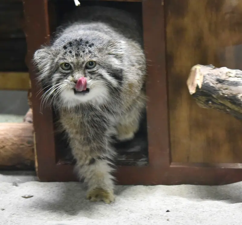 A photograph of Klyon in Ueno Zoological Gardens