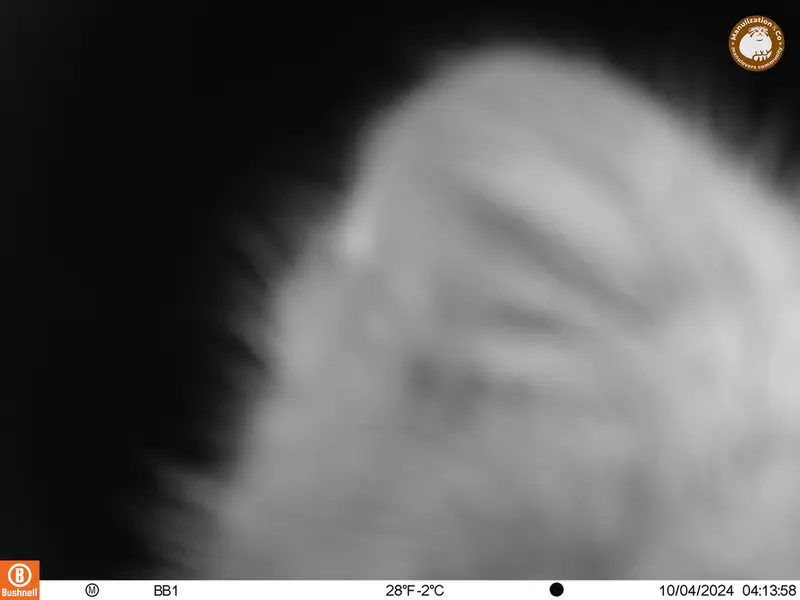 A photograph of Otocolobus manul manul from Aktas-Kunkora camera trap