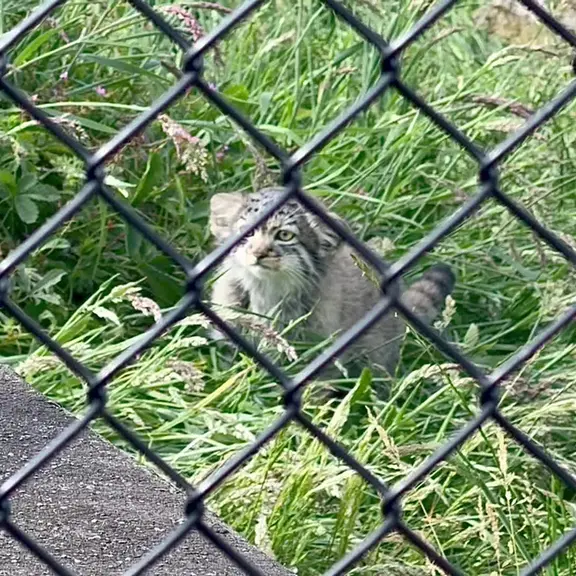 A photograph of a Pallas's cat in Port Lympne Wild Animal Park