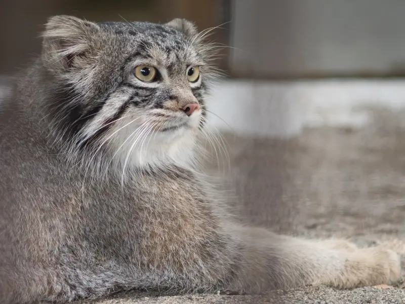 A photograph of Figa in Nogeyama Zoo