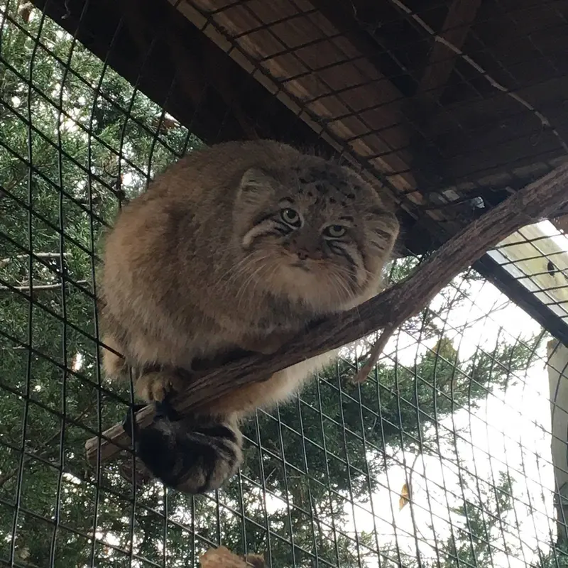 A photograph of Misha in Miller Park Zoo