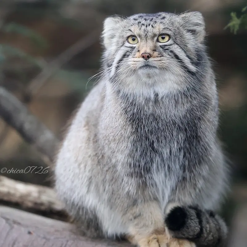 A photograph of Nagomu in Nasu Animal Kingdom