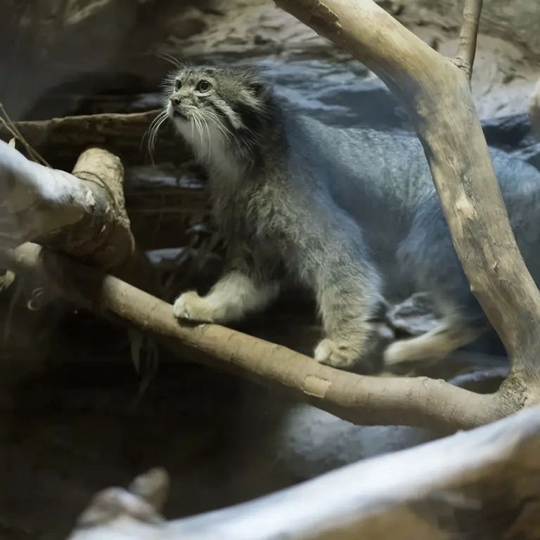 A photograph of Klyon in Ueno Zoological Gardens