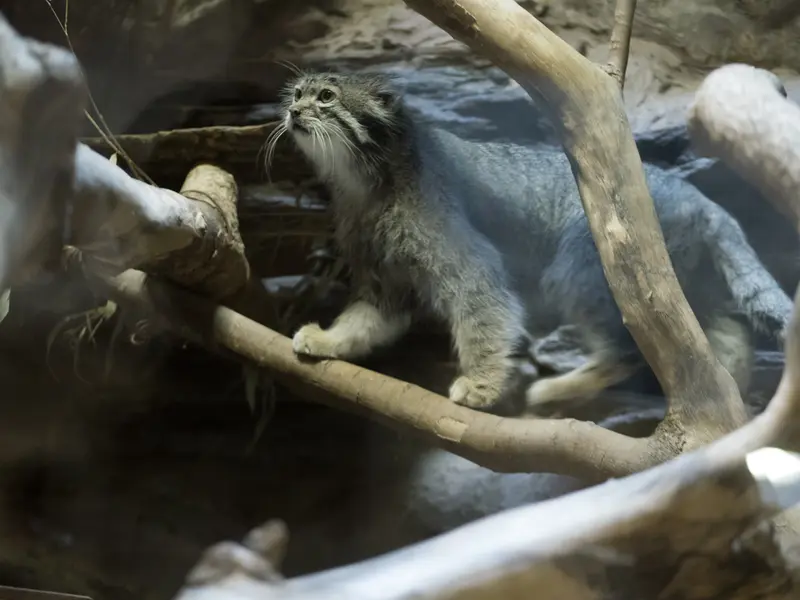 A photograph of Klyon in Ueno Zoological Gardens