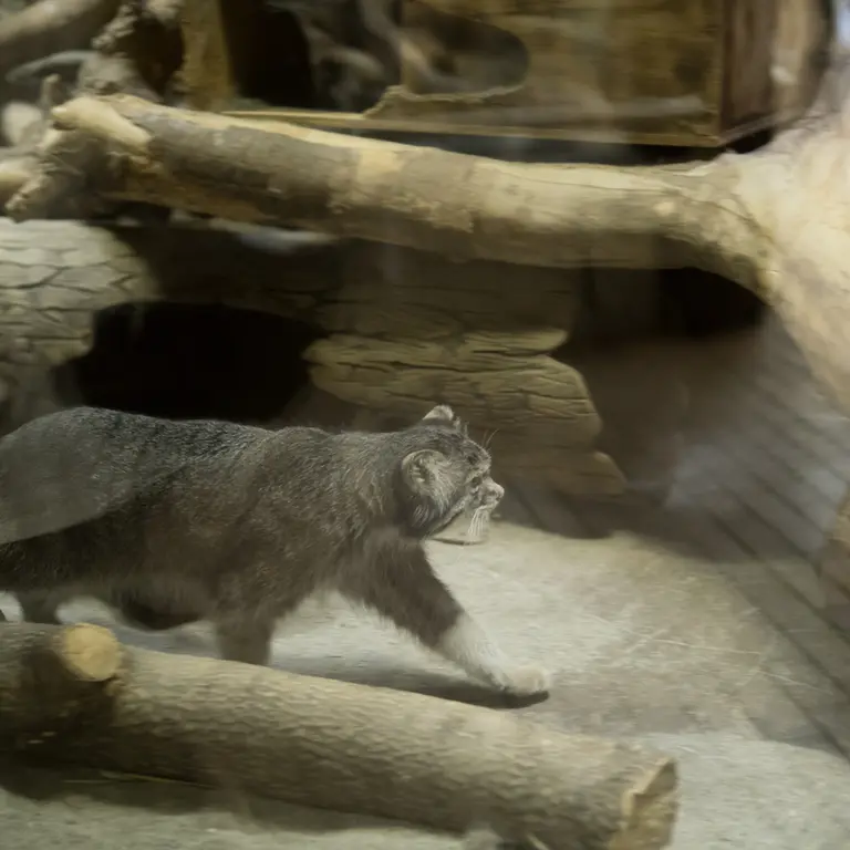 A photograph of Klyon in Ueno Zoological Gardens