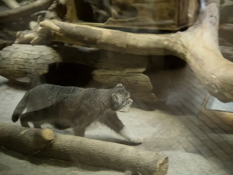 A photograph of Klyon in Ueno Zoological Gardens