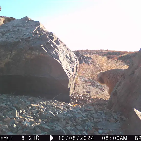 A photograph of Otocolobus manul manul from Kiikbai [new] camera trap