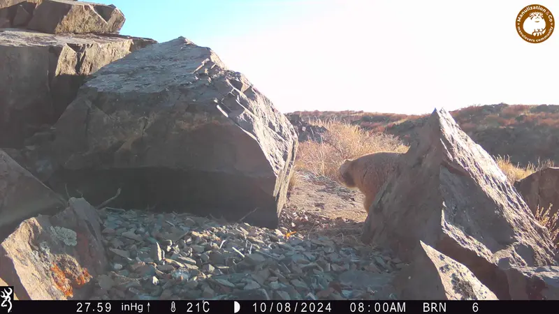 A photograph of Otocolobus manul manul from Kiikbai [new] camera trap