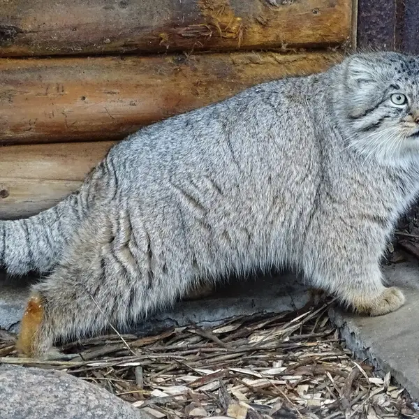 A photograph of Bjorn in Riga Zoo