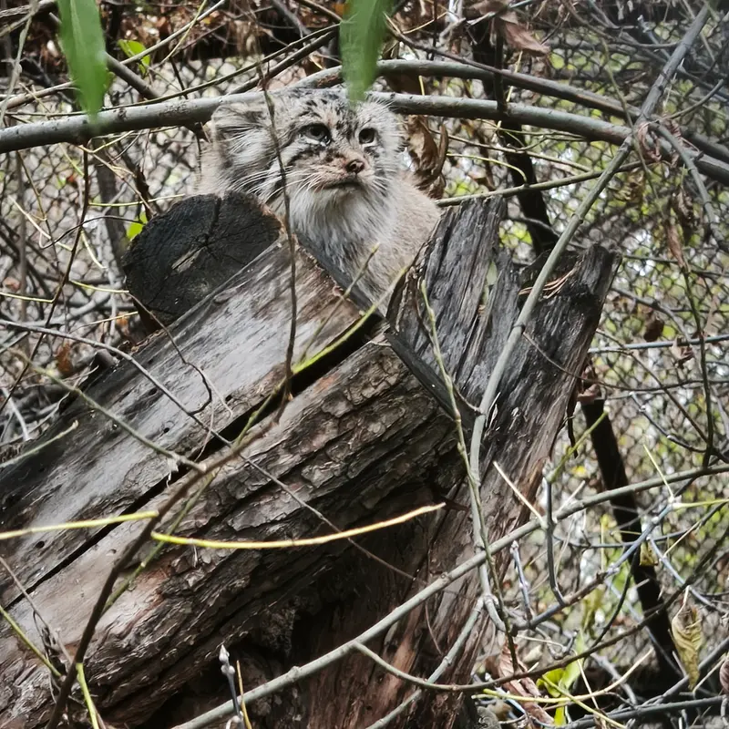 A photograph of Lolo in Novosibirsk Zoo