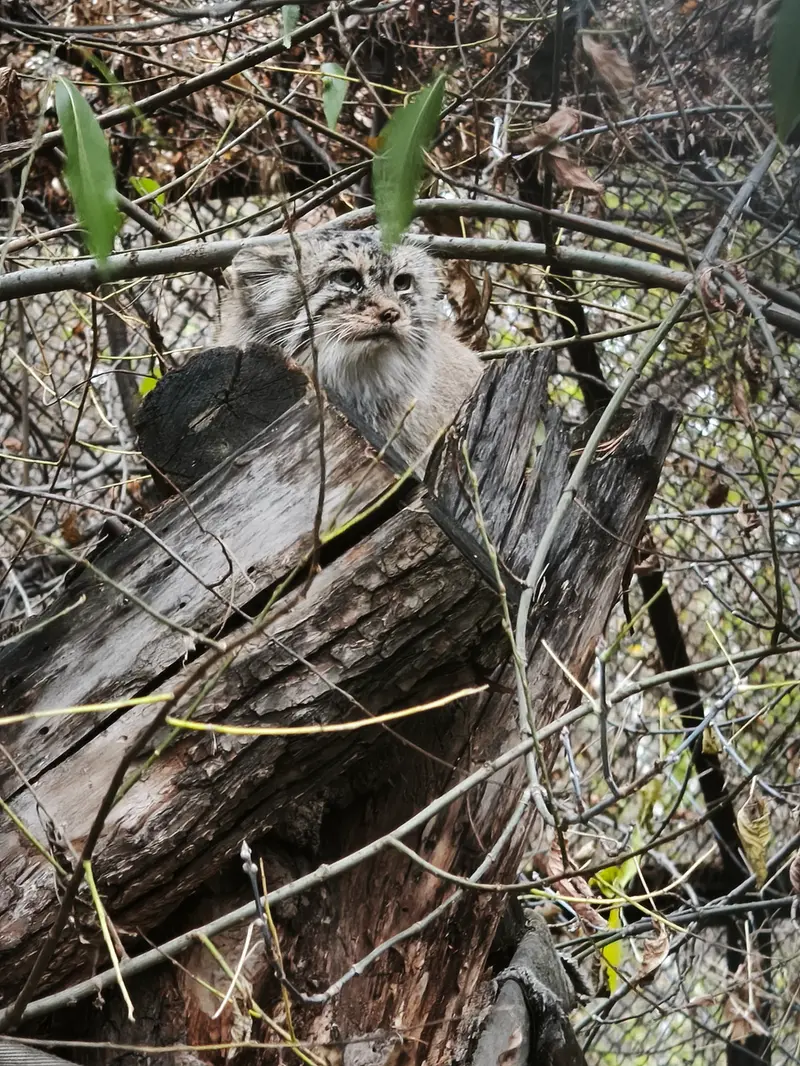 A photograph of Lolo in Novosibirsk Zoo