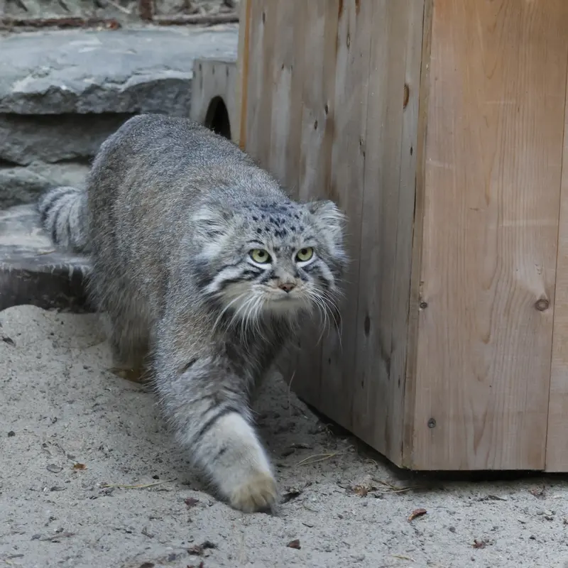 A photograph of Ruf in Novosibirsk Zoo