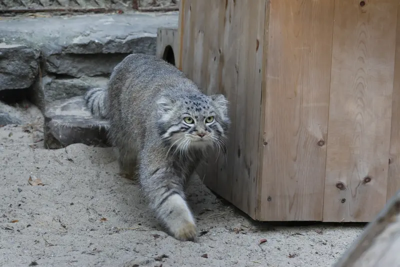 A photograph of Ruf in Novosibirsk Zoo