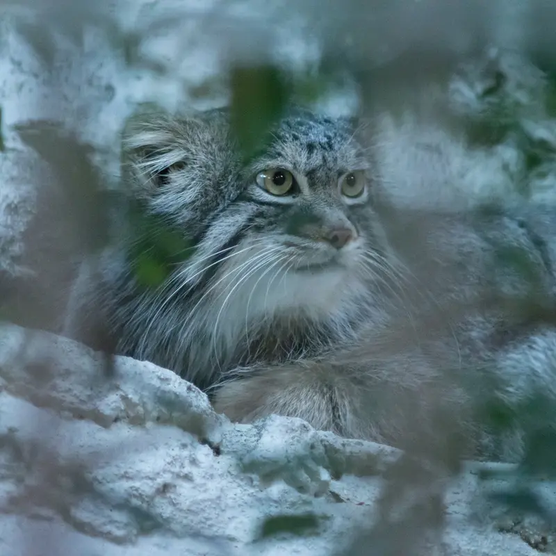 A photograph of Figa in Nogeyama Zoo