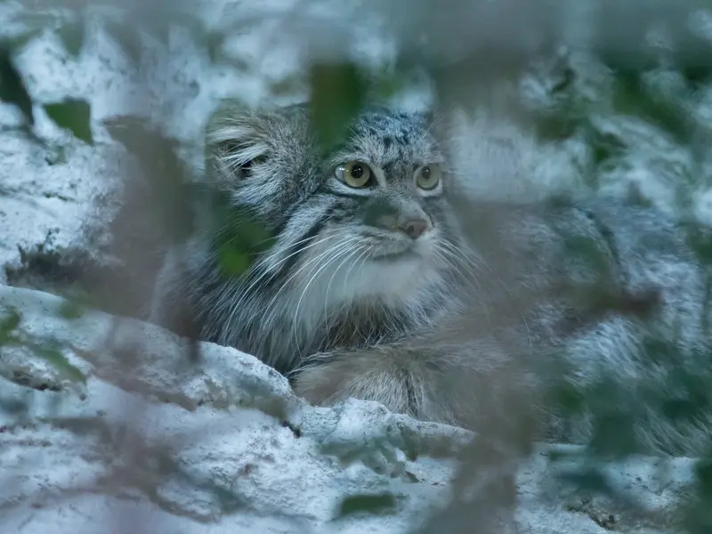 A photograph of Figa in Nogeyama Zoo