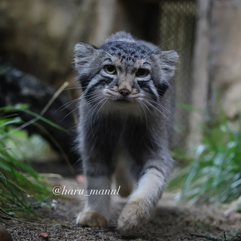 A photograph of Nagomu in Nasu Animal Kingdom